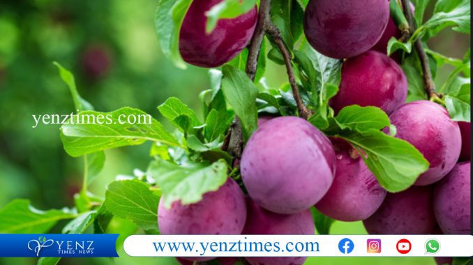 plum2